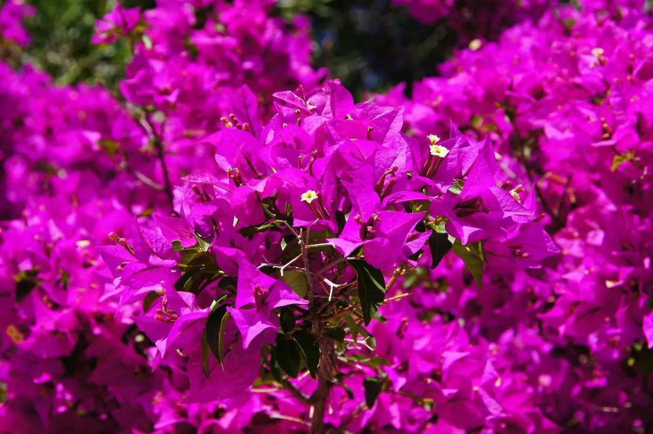 Appartamento Le Bougainvillea 1 Corbetta Italia